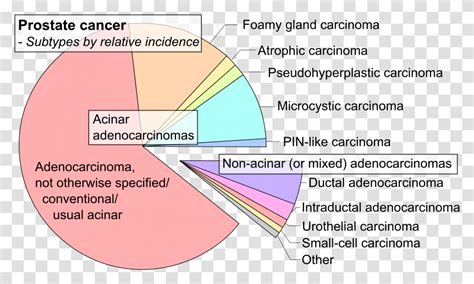 Fileprostate Cancer Typespng Wikipedia Prostate Cancer Types Plot