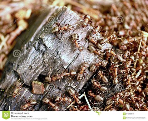 As Formigas Selvagens Constroem Seu Formigueiro Parte Grande De Madeira Carbonizada Foto De