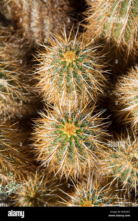 Nevada Desert Cacti Hi Res Stock Photography And Images Alamy