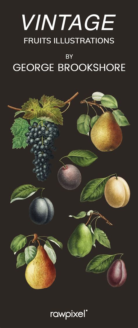 High Quality Vintage Fruits Illustration Psd Botanical Illustration