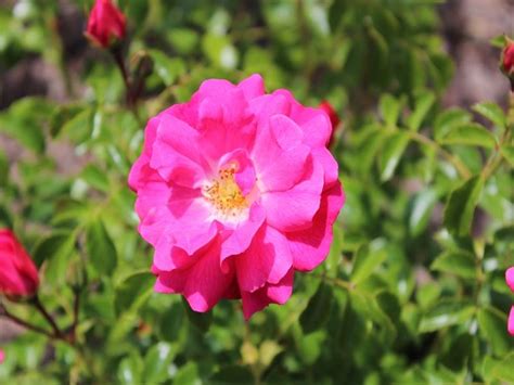 Standard Rose Flower Carpet Pink Buy Online Ashwood