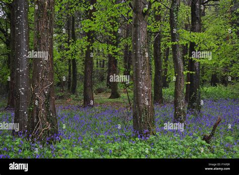Bluebells In Delcombe Wood Dorset Stock Photo Alamy