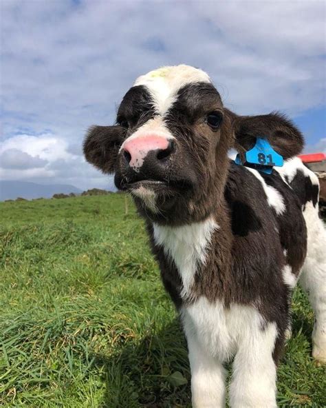 See more ideas about fluffy cows, cute cows, baby cows. #aesthetic #огород #animals #cuteanimals | Fluffy cows ...