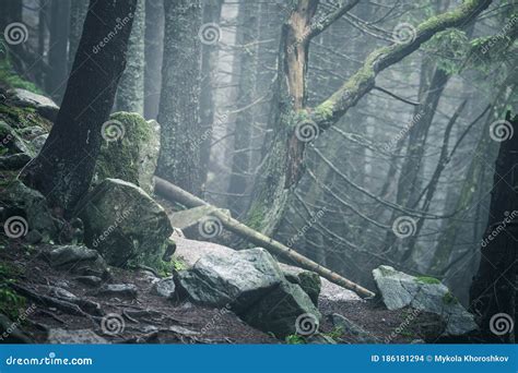 Hiking Rocky Path Trail In Foggy Misty Woodland Stock Photo Image Of