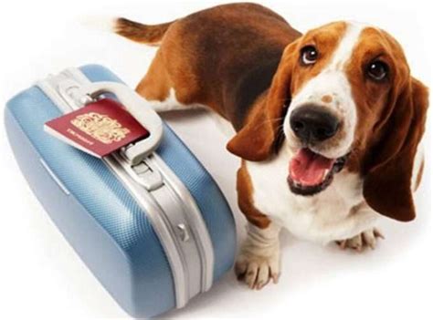 Por eso, es importante idear una estrategia a la hora de retomar la rutina de trabajo en la oficina. Dónde dejar el perro cuando no puedes hacerte cargo ...