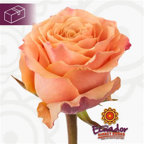 Ecuador Direct Roses Coral Reef Rose