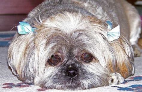 Is A Shih Tzu The Breed For Somebody With Allergy Symptoms · Happy
