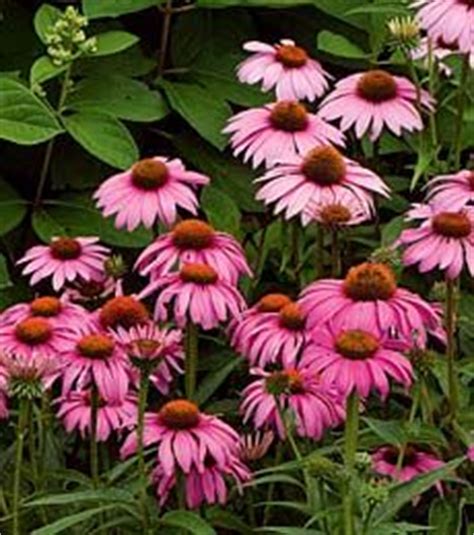Regional gardening, best perennials, new england gardening. 1000+ ideas about Utah plants on Pinterest | Utah, Honey ...