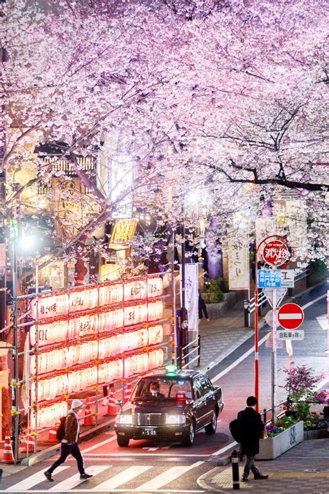 Cherry Blossom In Tokyo Japan Cherry Blossom Japan Japan Photo Spots