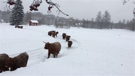 Scottish Highland Cattle In Finland Cows And Calves