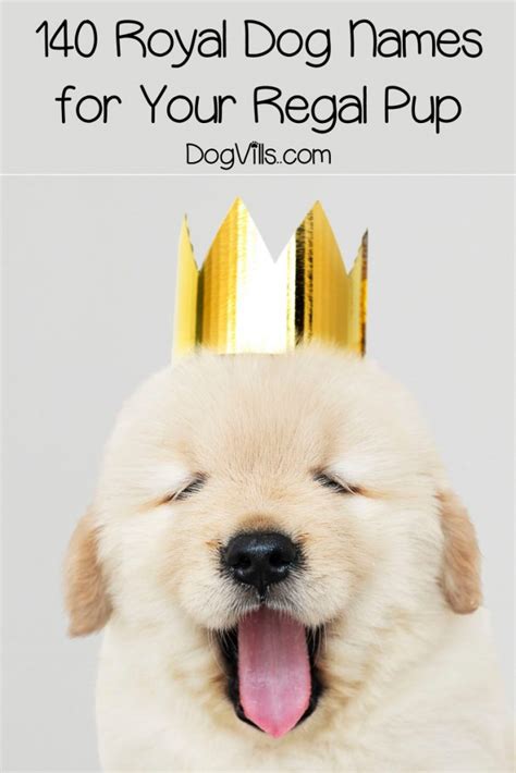 140 Royal Dog Names For Your Regal Pup Dogvills