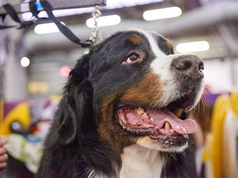 It is willing to fight fiercely against predators and intruders and is also an outstanding guard. Bernese Mountain Dog. | Estrela mountain dog, Bernese ...