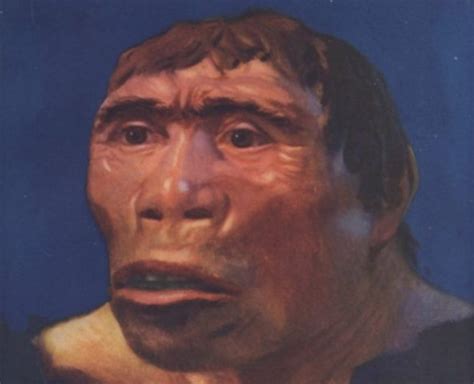 Fosil Manusia Purba Jenis Pithecanthropus Erectus Ditemukan Di Indonesia Pada Tahun Where