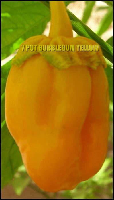 7 Pot Bubblegum Yellow Chilisamen Capsicum Chinense Chilisamen Online Kaufen I Onlineshop