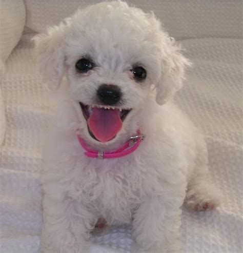 Cute Poodle Puppy In White