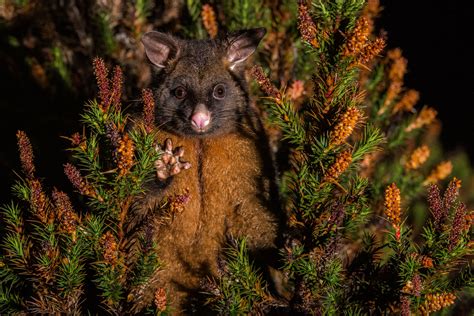 Common Brushtail Possum Sean Crane Photography