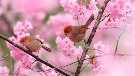 Wallpaper Two Birds Branches Pink Flowers Spring