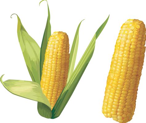 Corn Png Image Transparent Image Download Size X Px