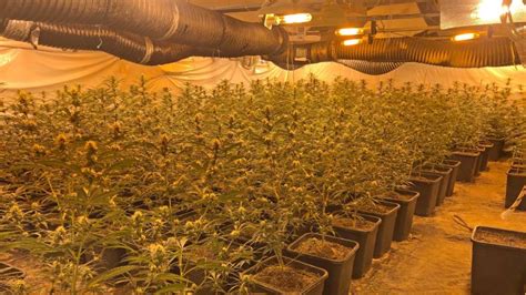Cannabis Plantage In Verbundenen Wohnungen Millionenwert WELT