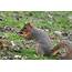 Eastern Fox Squirrel Sciurus Niger  Wild Texas Travel Guide