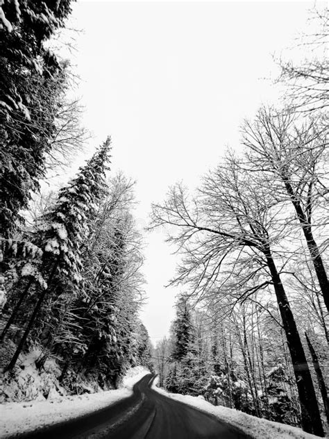 Winter Travel On A Forest Road Stock Photo Image Of Forest Black