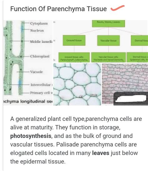 What Is The Function Parenchyma Tissue Brainly In