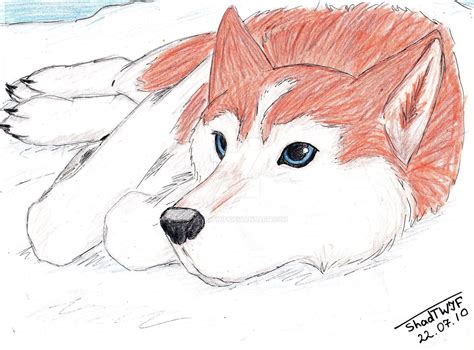Red Husky By Shadtwif D2us96k Cute Puppy Drawing Cutepuppydrawing
