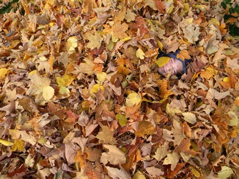 Fall Fun Take Time To Jump In A Pile Of Leaves Joyful Daisy
