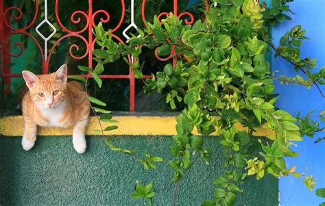 Grown for their distinctive glossy green leaves and wonderfully fragrant flowers, wax plants are able to tolerate very dry conditions, making them perfect for growing. 10 Cat-Safe Plants for Your Balcony Garden | Catster | Cat ...