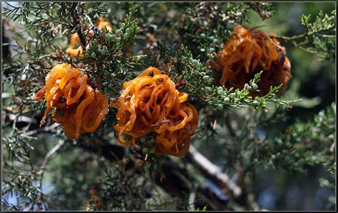 The growth appears to be growing out of a nut or pine cone. Cedar-Apple Rust