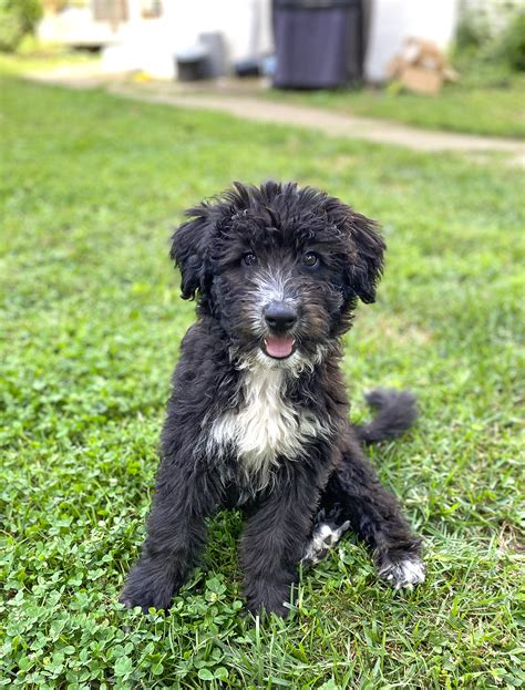 Aussiedoodle Dog Breed Information And Characteristics Daily Paws