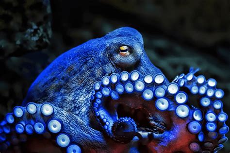 25 Awesome Picture Of Blue Ringed Octopus Ocean Creatures Octopus