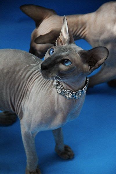 Two Hairless Cats Standing Next To Each Other On A Blue Surface With