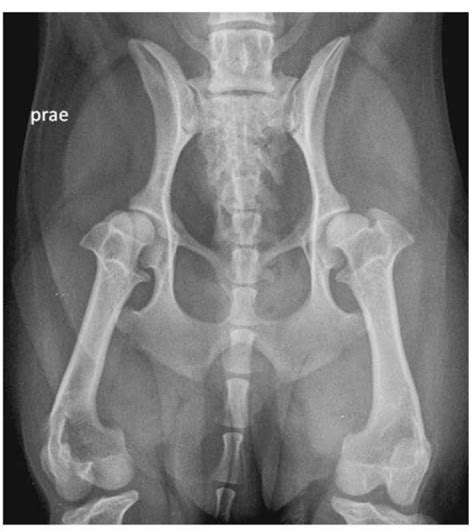Canine Hip Radiographs