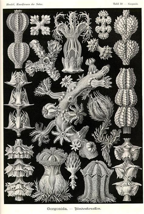 Art Forms In Nature Sea Life Painting By Ernst Haeckel Pixels