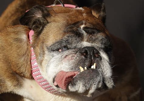 【悲報】世界一醜い犬コンテスト優勝のブルドッグ「ザザ」急死 米 どうぶつちゃんねる