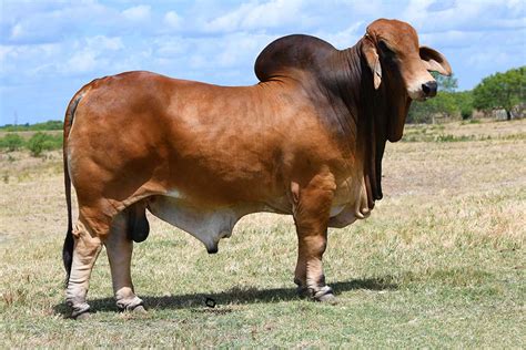 Why Use Moreno Ranches Brahman Bulls
