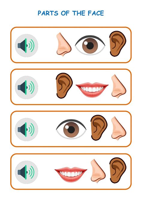 Parts Of The Face Interactive And Downloadable Worksheet You Can Do