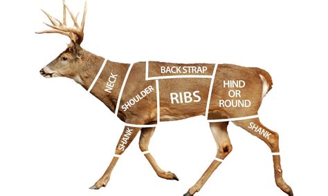 Butchering Chart For Deer