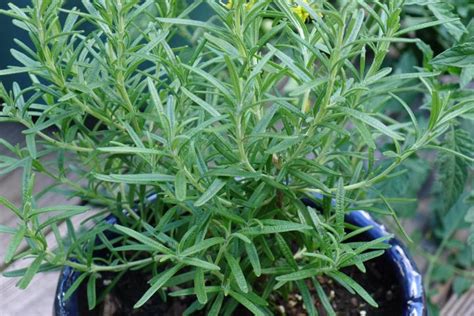 How To Overwinter Rosemary Growing Rosemary Indoors