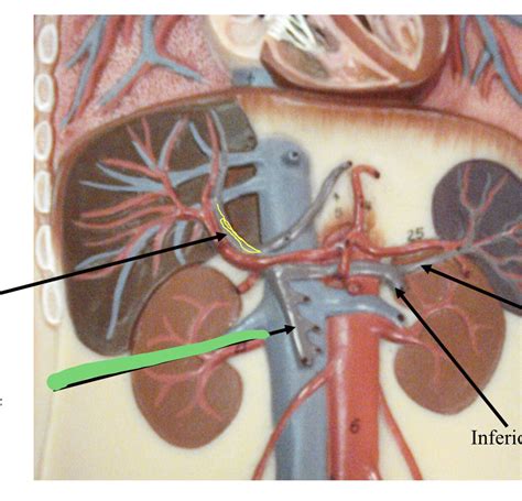 Veins Continued Flashcards Memorang