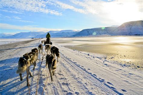 Dog Sledding In Svalbard Ⓒ Ingvild Hovda Svalbard Dog Sledding Denali