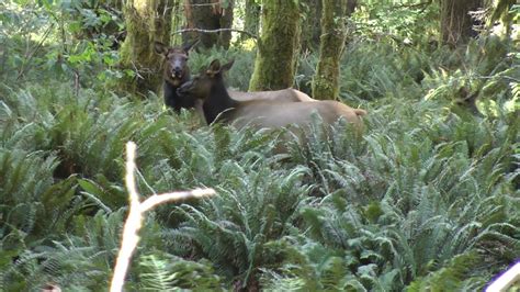 Elk Herd In Olympic National Park Quinalt Rainforest Youtube