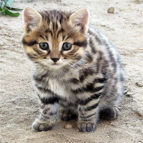 Black Footed Cats Black Footed Cat Cat Breeds Cats