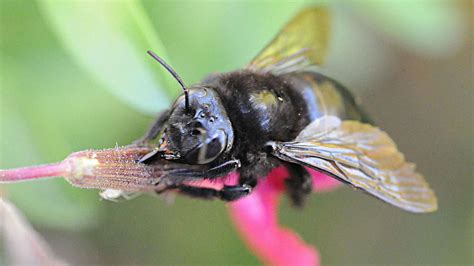 Human Influences On Bee Pollinators Ecological And Evolutionary