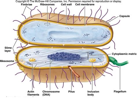 Bacterial Cell Diagrams 101 Diagrams