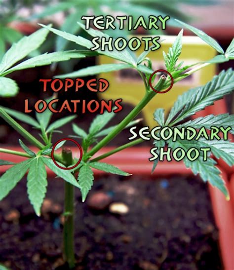Part 10 How To Train Cannabis Plants For Maximum Yield Cultivation