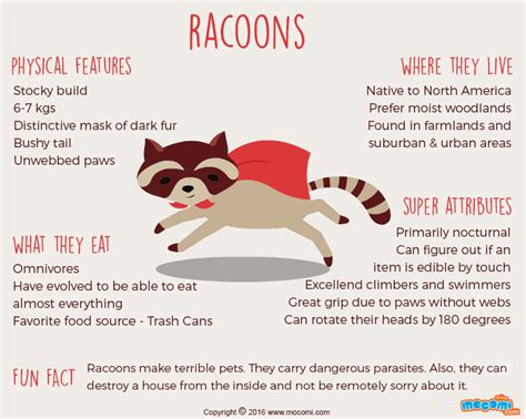 Raccoons Facts And Information Ographic For Kids Mocomi