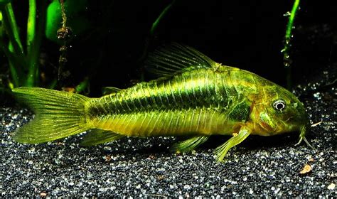 Green Laser Cory Cw009 Tropical Fish Keeping