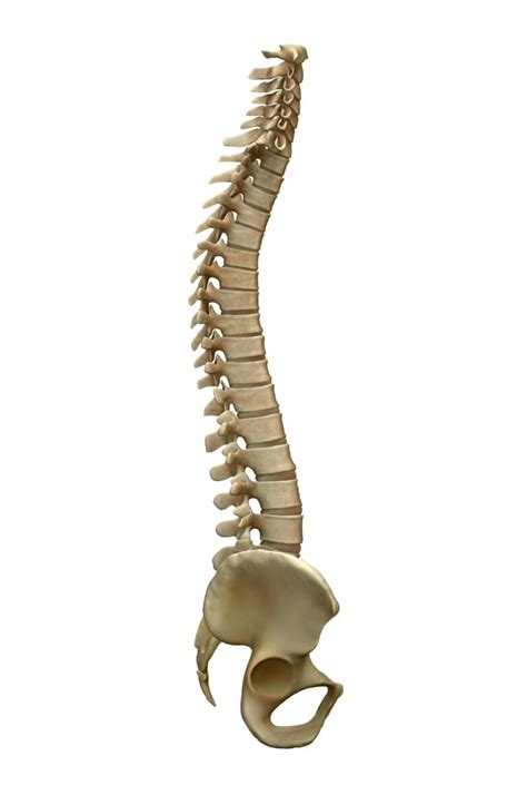 Somehow, it got split into at least two lineages. The Spine and Postural Challenges - Careflex